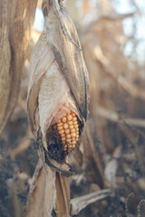 Aufkleber - Dry corn field, dry corn stalks, end of season. Background autumn