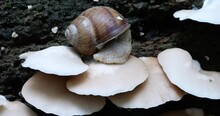 Snail And Oyster Mushrooms Or Pleurotus Ostreatus On The Trunk Of An Old Tree In Moss. Shooting In The Forest In Summer.