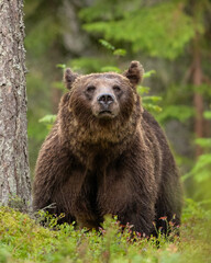 Wall Mural - Brown bear in blueberry forest at summer evening