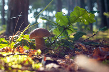 White Porcini Mushroom Grow In Sunlight