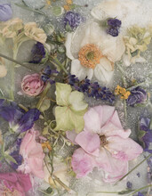 Vintage Background With Fresh Frozen Flowers From Garden In Ice Water