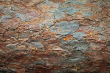Close Up On A Pattern Of Pine Tree Bark