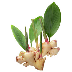 Wall Mural - Ginger and ginger leaves isolated on alpha background