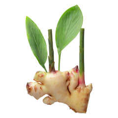Canvas Print - Ginger and ginger leaves isolated on alpha background