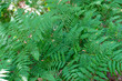 Matteuccia struthiopteris or ostrich fern or fiddlehead fern or shuttlecock fern