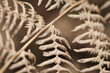 © Milou Dirks - close up of foliage leaves in autumn tones