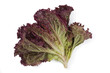 Ruby leaf lettuce (Lactuca sativa) on white background isolated