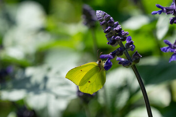 Wall Mural - Common brimstone butterfly.