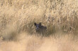 Free roaming lone wild boar watching in yellow grass