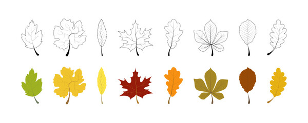 Wall Mural - autumn leaf collection. autumn leaves vector icons. autumn leaf. leaves. vector illustration