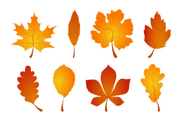 Wall Mural - realistic autumn leaf collection. autumn leaves vector icons. autumn leaf. leaves. vector illustrati