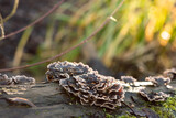 Fototapeta Tęcza - Turkey tail mushroom on dead wood golden light