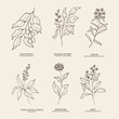 Hand drawn essential oil plants. Palo santo, Peru balsam, ledum, vitex, spikenard, saro illustration