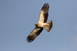 Booted eagle (Hieraaetus pennatus) in flight. A medium-sized mostly migratory bird of prey with a wide distribution in the Palearctic