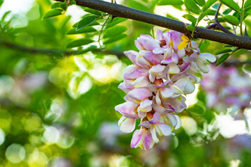 Wall Mural - White bunch of acacia, close-up selective focus. A wonderful honey bee.