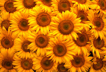 Blooming Sunflower Flowers. Texture. Abstract Natural Background.