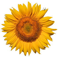 Sticker - Sunflower flower on a white background close up.