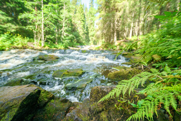 Wall Mural - Beautiful fern plant near the river..Natural green background.