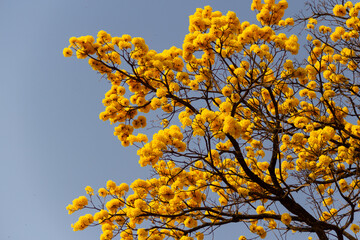 detalhe de um ipê amarelo florido com céu azul ao fundo.