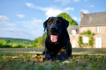 Pretty black labrador dog in the light of the end of the day lying on grass with in the background a part of a rustic country house in Condroz, Belgium.