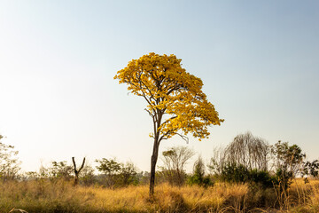 um ipe amarelo florido as margens da rodovia br-153 em goias. handroanthus albus.