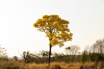 um ipe amarelo florido as margens da rodovia br-153 em goias. handroanthus albus.