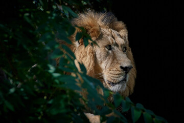 Wall Mural - Profile view of an adult male lion (Panthera leo) behind bush and isolated on black background