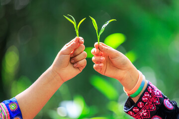 two young karen girls show off the tops of tea leaves in her hands and nature background,