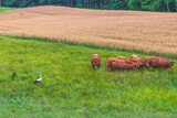 Fototapeta  - stork and cows i a meadow