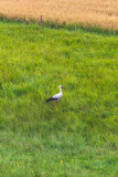 Fototapeta  - A stork in a meadow