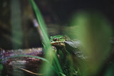 Fototapeta  - frog on a leaf