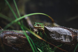 Fototapeta  - frog in the grass