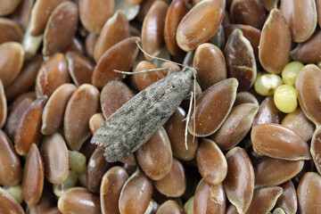 Wall Mural - Detailed closeup on the small Tobacco Moth, Ephestia elutella - a common food pest. Color form with gray wings. Moth on flax seeds.