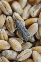 Wall Mural - Detailed closeup on the small Tobacco Moth, Ephestia elutella - a common food pest. Color form with gray wings. A moth on a grain of wheat.