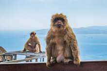Selective Focus On A Monkey Of Gibraltar (Macaca Sylvanus) Sitting And Another Monkey Out Of Focus With Sea And Mountains In The Background On Top Of The Rock