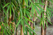 Bambou Fargesia Quelques Chaumes Et Feuillage