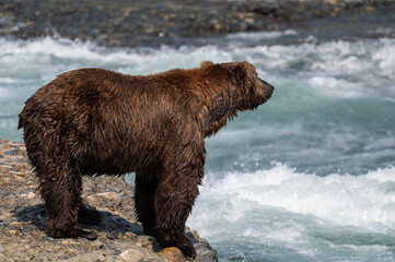 Poster - Alaskan brown bear at McNeil River