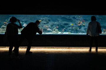 Silhouettes of people admiring and taking pictures of the aquarium with sea fish highlighted in blue, viewing the exhibition of sea creatures in the zoo