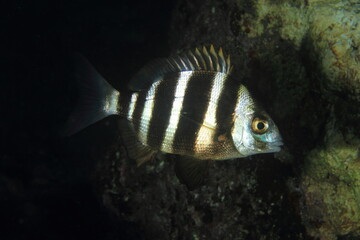 Silver fish with fat brown stripes posing on the seabed surrounded by seaweed.