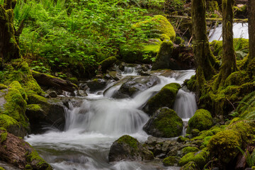 Canvas Print - Creek in the forest