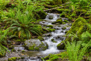 Poster - Creek in the forest