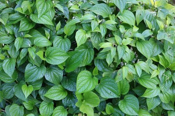 Poster - green leaves background