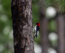 Redheaded Woodpecker On A Tree