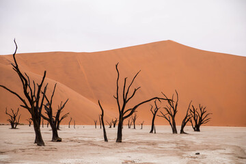 dead valley sossusvlei in namibia, dead trees in the desert