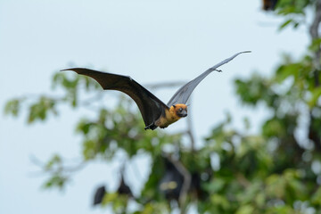 Wall Mural - One of the largest bat is flying