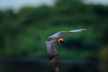 Canvas Print - One of the largest bat is flying