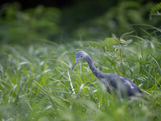 Wall Mural - Molting Immature Little Blue Heron Searching for Food