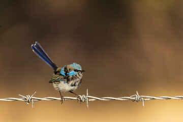 Wall Mural - An adult male Superb Fairywren (Malurus cyaneus) in its rich blue and black breeding plumage perched on a branch