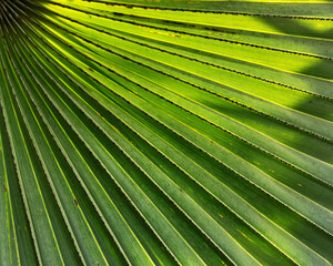 Wall Mural - palm leaf background