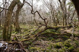 Fototapeta Tęcza - fallen trees in winter forest